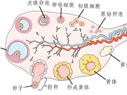 孕脉健康感染HIV，恩施供卵试管婴儿帮助生下健康孩子