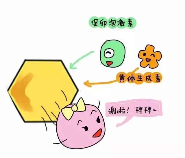 你知道借卵做试管婴儿移植后有哪些成功和失败的迹象吗？