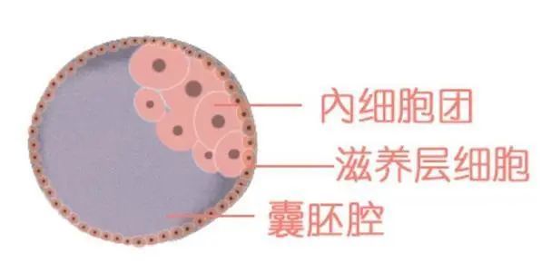 上海做供卵代生试管自卵的费用是多少？第二次的费用是多少？