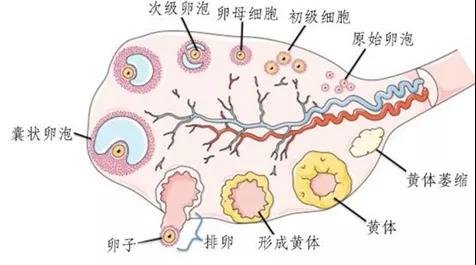 取别人的卵做借卵试管婴儿可以吗
