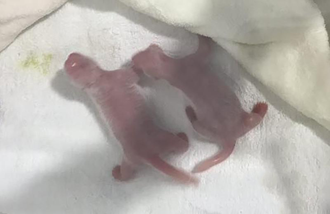 湖北武汉试管婴儿私立医院